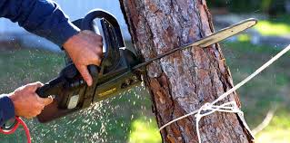 Why Choose Our Tree Removal Services in Prophetstown, IL?